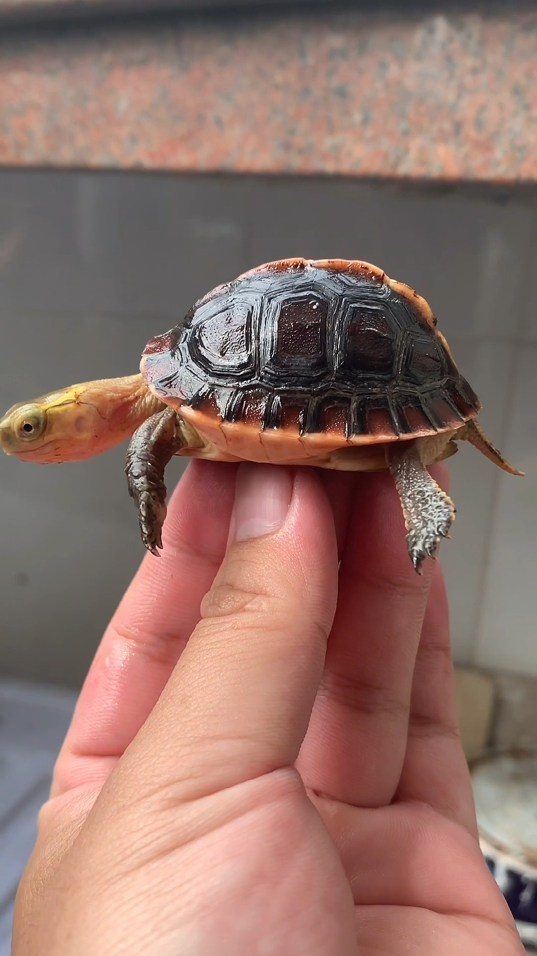 我和宠物的爱恨情仇#高背黄缘小龟仔!安缘闭壳龟!缘即是有缘!