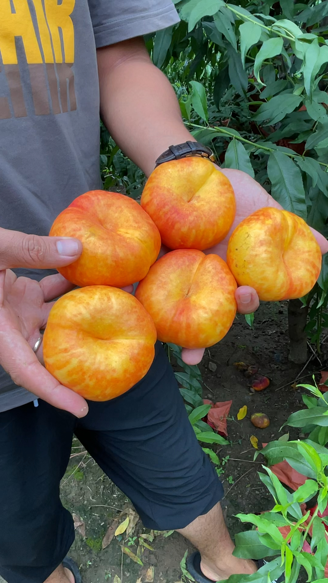 中油蟠9号最近比较火的油蟠桃品种