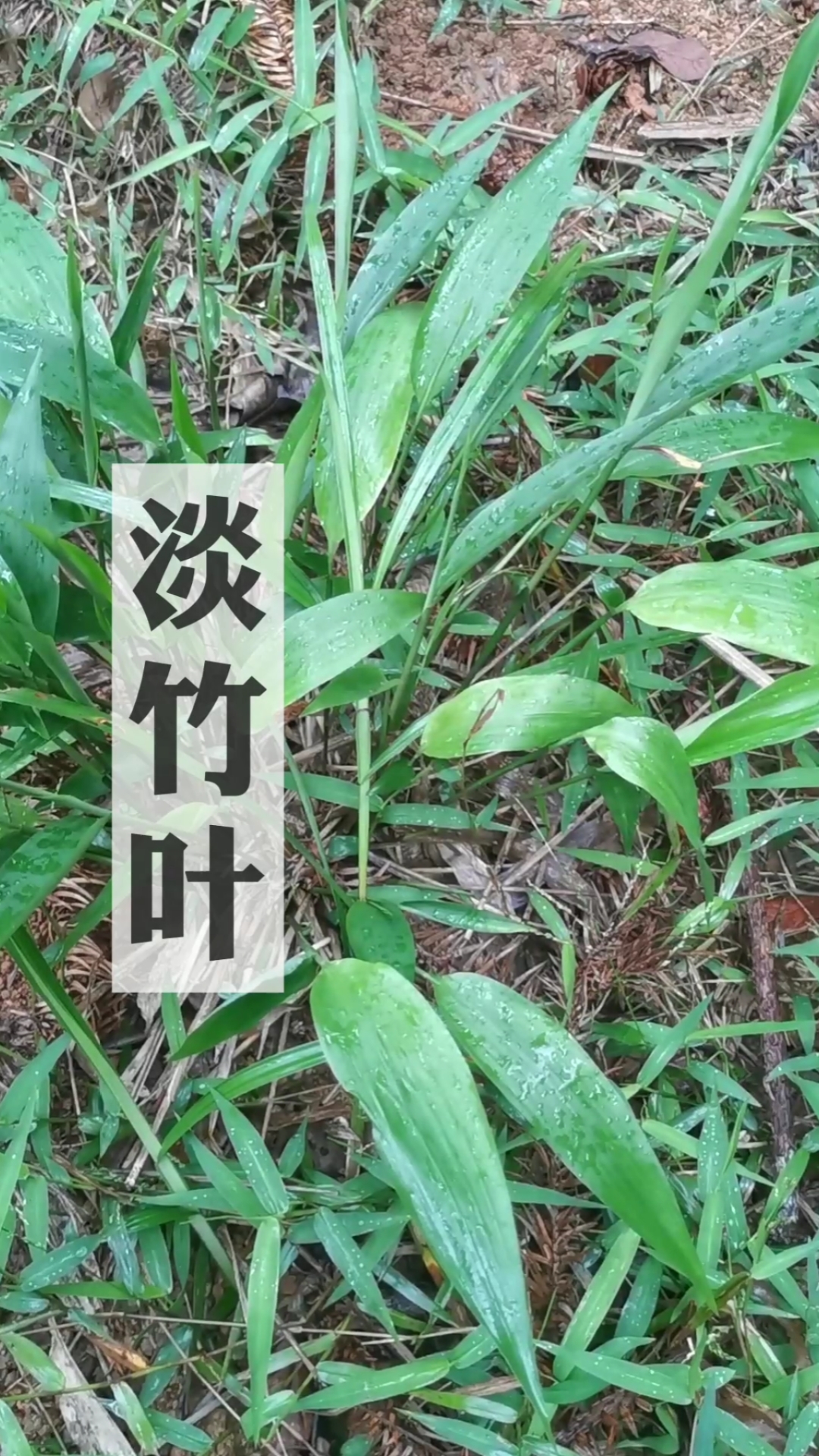 淡竹叶,又叫竹叶麦冬,你们那土话叫什么?