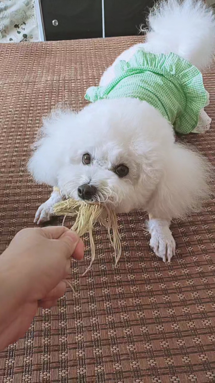 搞笑萌宠#哈哈又把这毛线找出来了,抢不过它