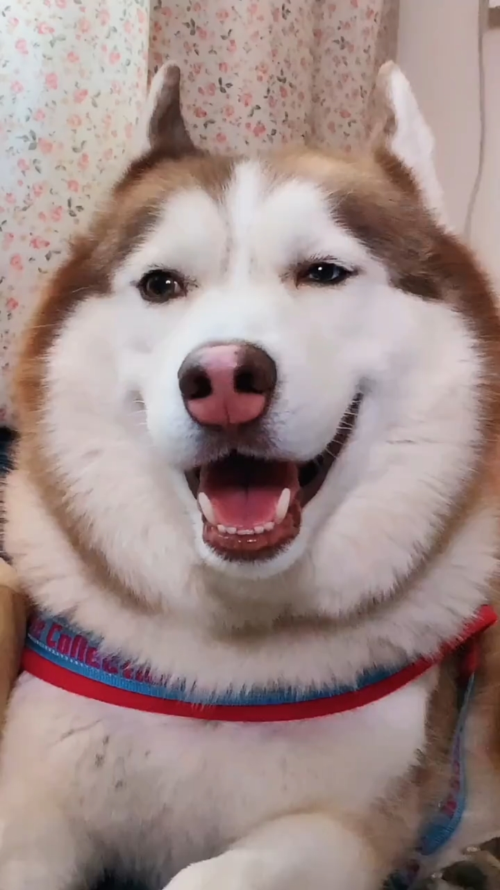 这张大饼脸不知道迷倒了多少女生