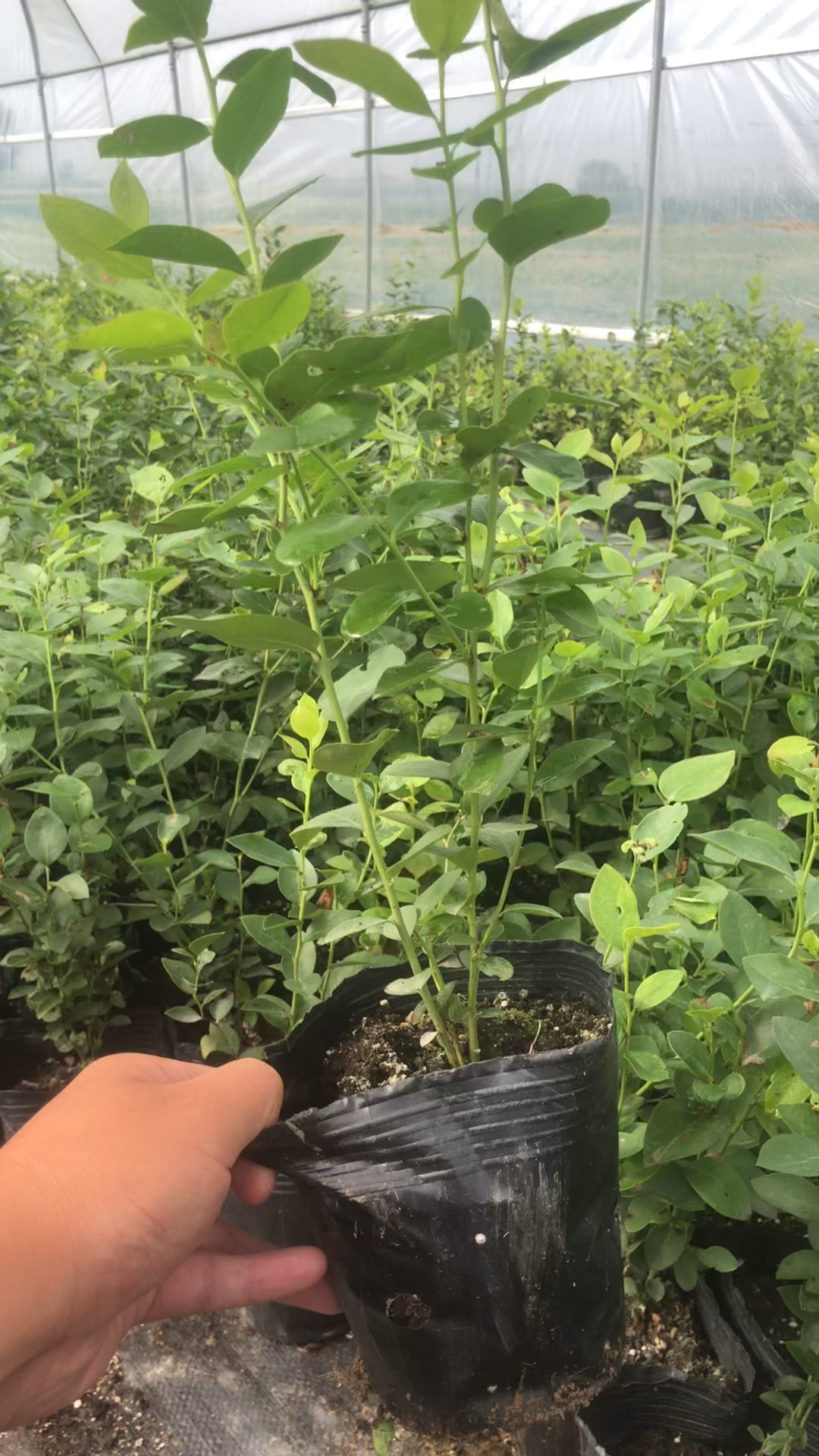 云雀蓝莓苗云雀蓝莓苗品种介绍云雀蓝莓苗批发价格基地