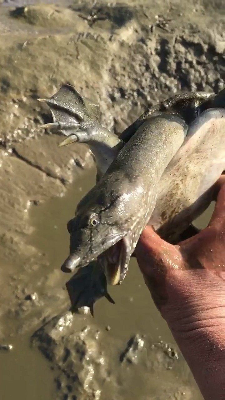 张牙舞爪的,一秒让甲鱼变老实