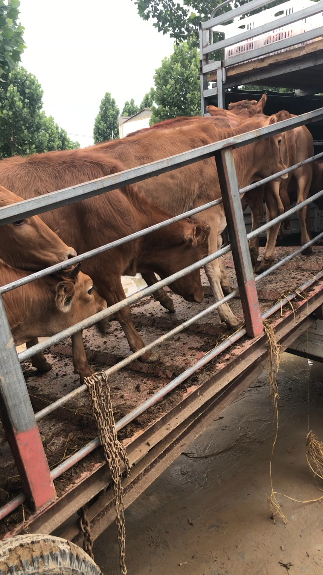 12头改良牛装车带回家