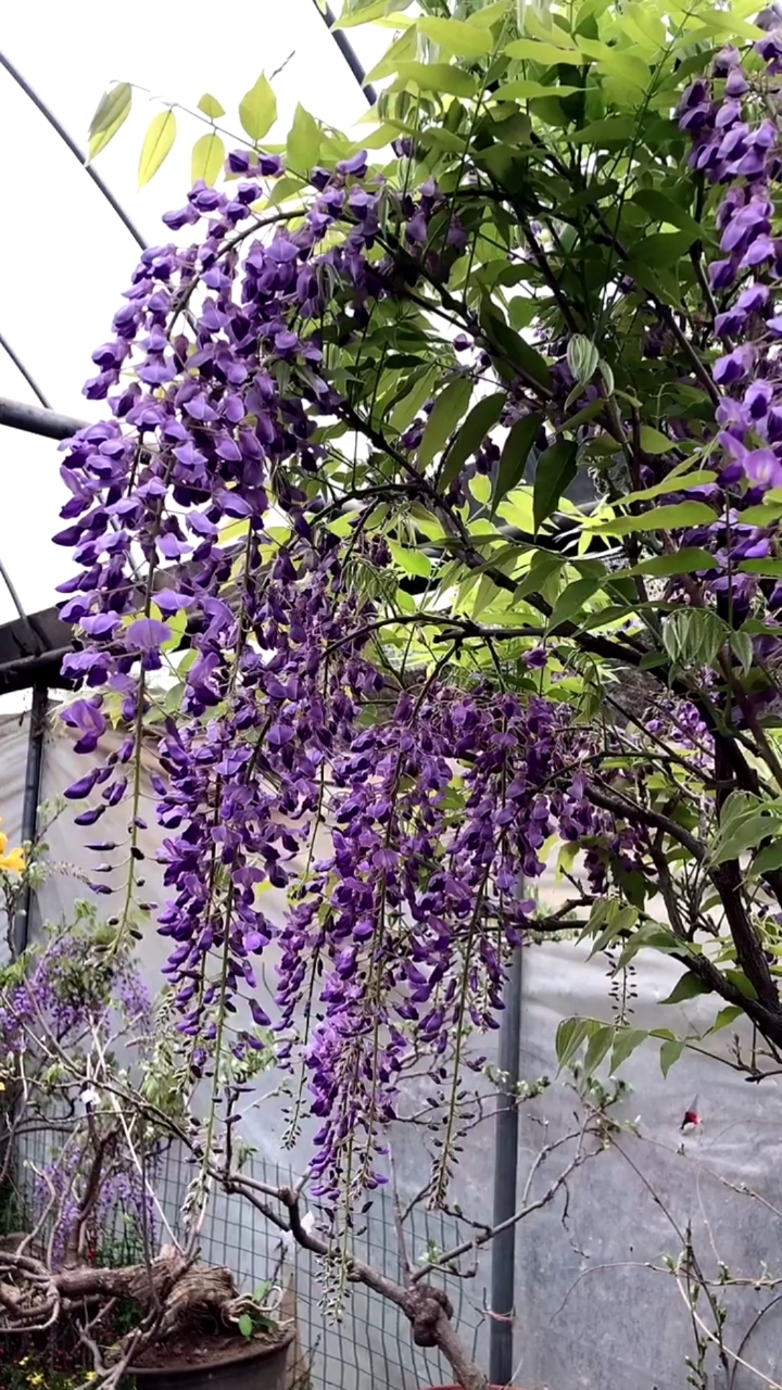 紫藤花开花浓香型,寓意紫气东来,家宅祥瑞