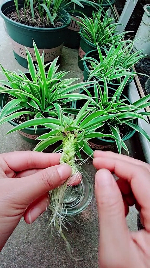 水培吊兰可以这养,根系才发达