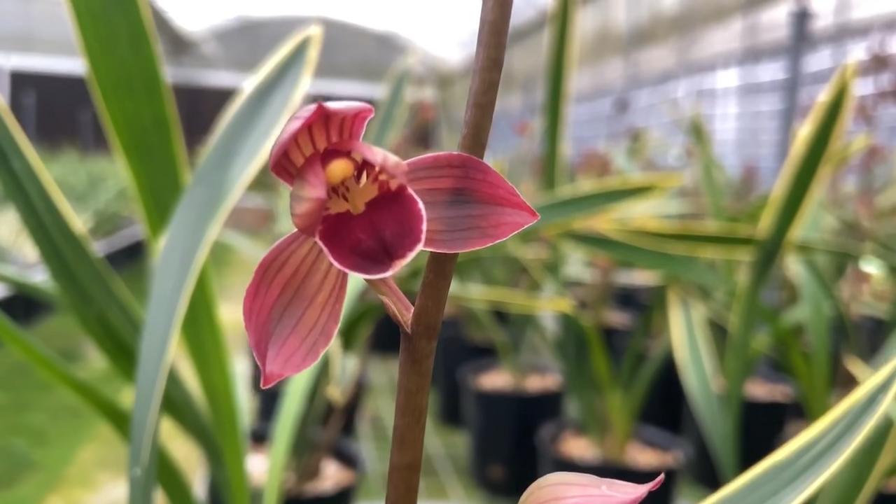 兰花#墨兰老种东方红神荷