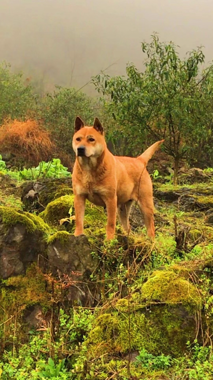 中华田园犬顶级种母黄狗白面金不换虎头猫耳枪尾大体52斤两年