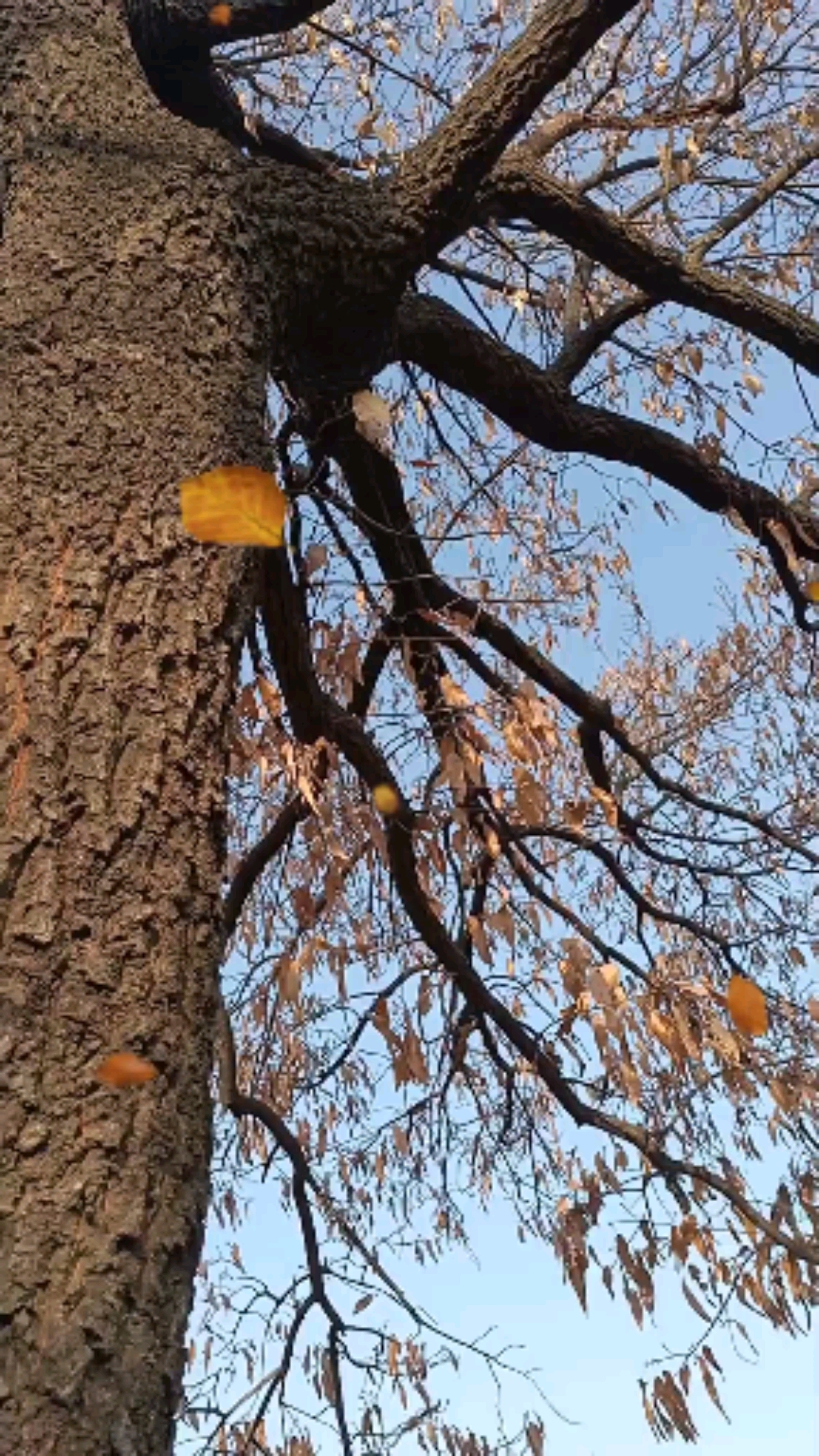 这棵橡子树200,有人收没有?