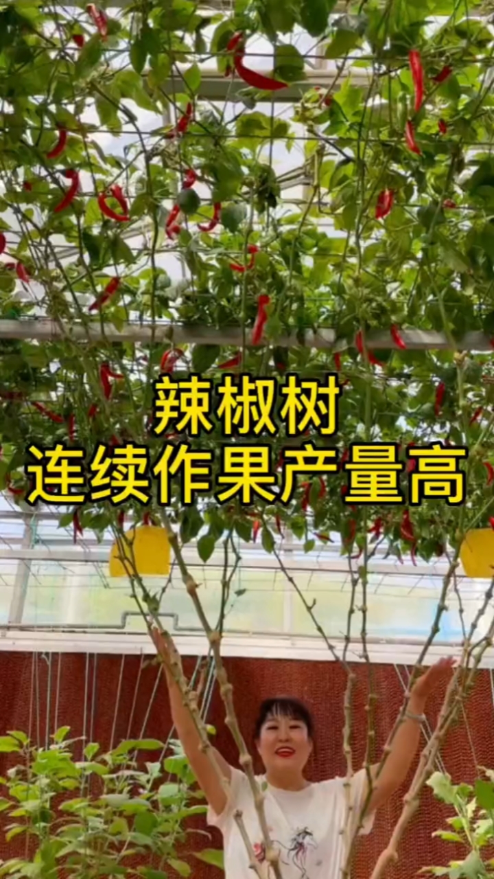 是辣椒树,产量高,一颗种子可接上千个辣椒.