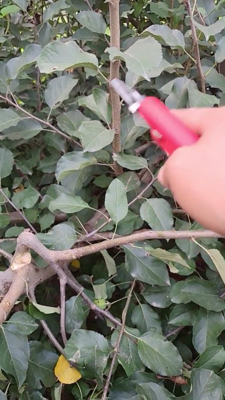 满树背上枝咋剪