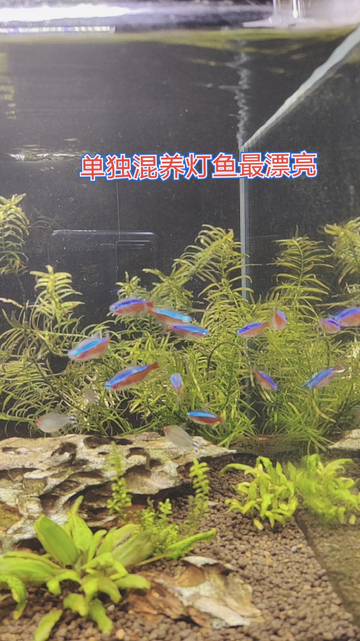 记录生活#灯鱼草缸尽量不要混养其它鱼类,要不然会很混乱.