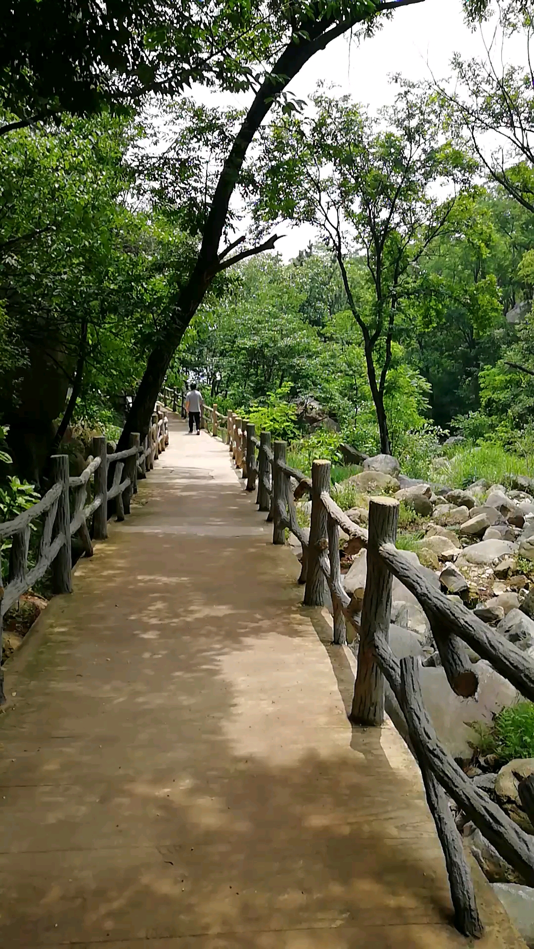 最爱这初夏山林,草木丰茂,青翠欲滴