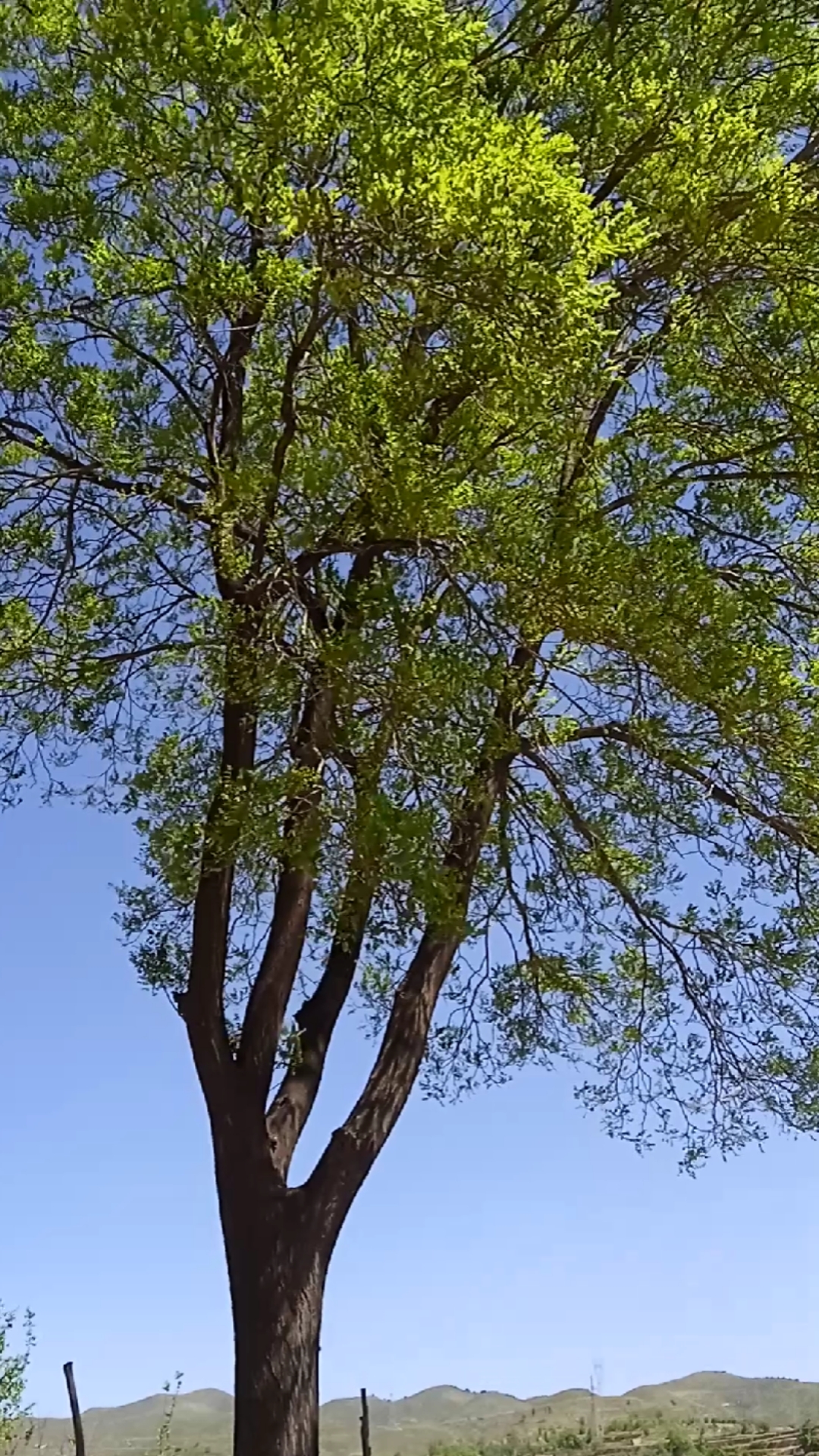 春日野餐好去处#快来看这棵小槐树