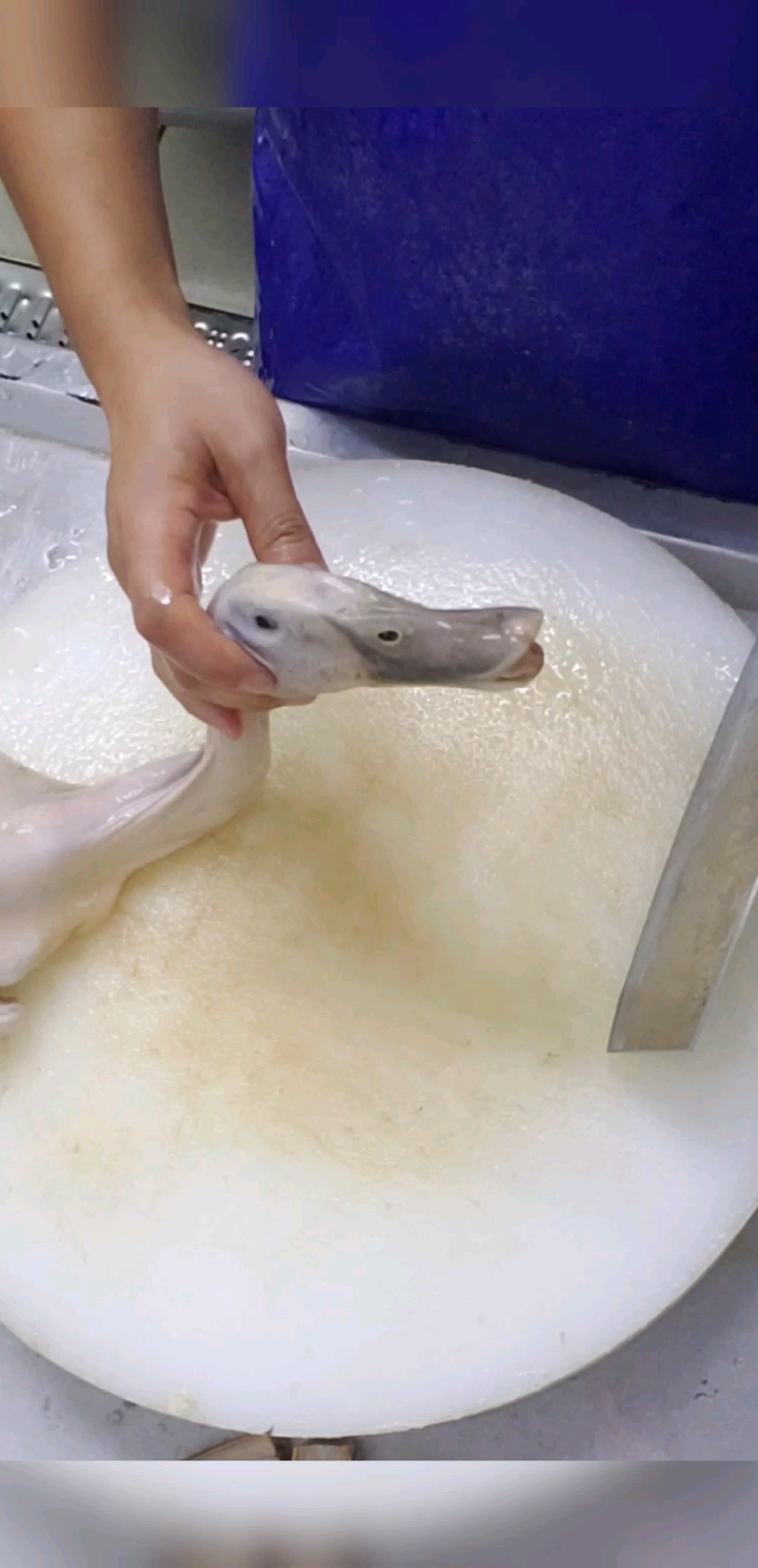 想吃鸭嘴吗,看看怎么样切鸭嘴的