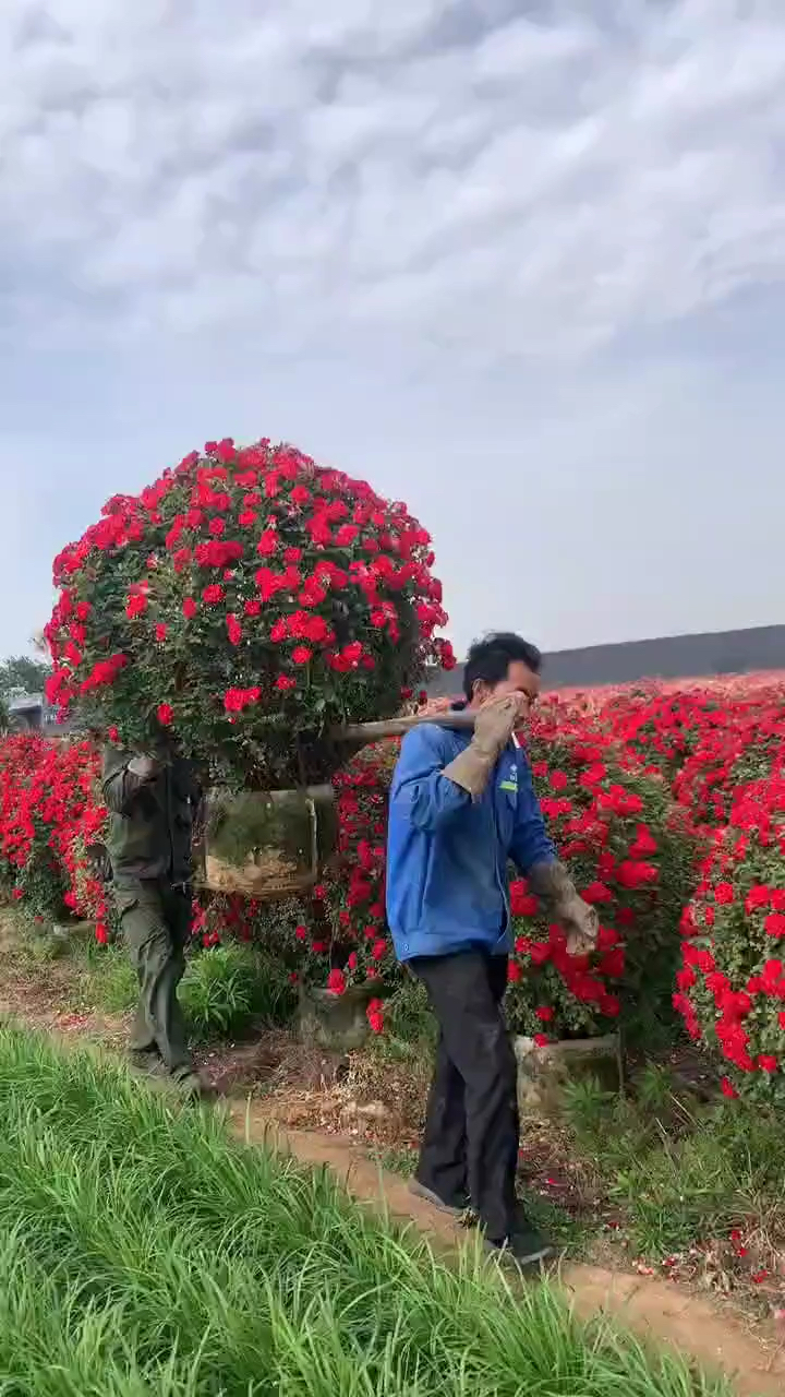 藤本月季花球造型,花量多花期长多季循环开花-度小视