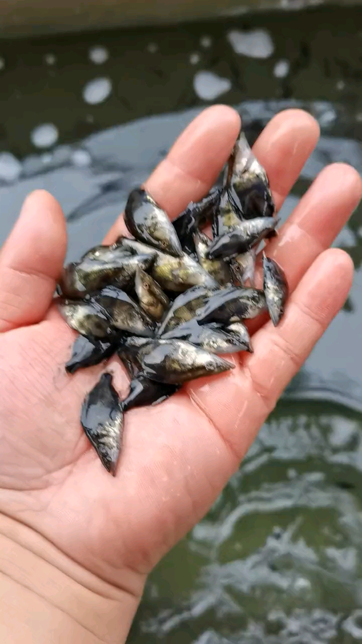 桂鱼苗#超靓鳜鱼苗!最爱吃鱼塘水库里的小鱼小虾!