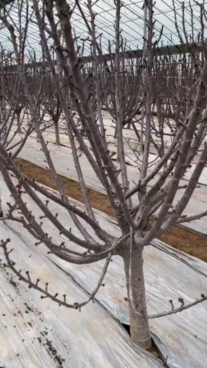 矮化大樱桃树苗,kgb树形大樱桃又称懒汉树形采摘方便产量高