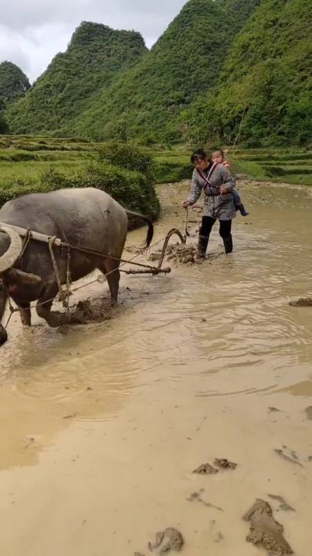 搞笑段子剧#大山女人背着孩子在犁田-全民小视频
