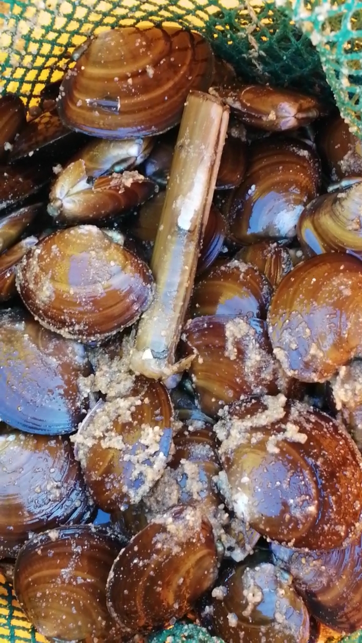 赶海发财了,不知名的大紫蛤爆桶,2021-3-5威海九龙湾公园