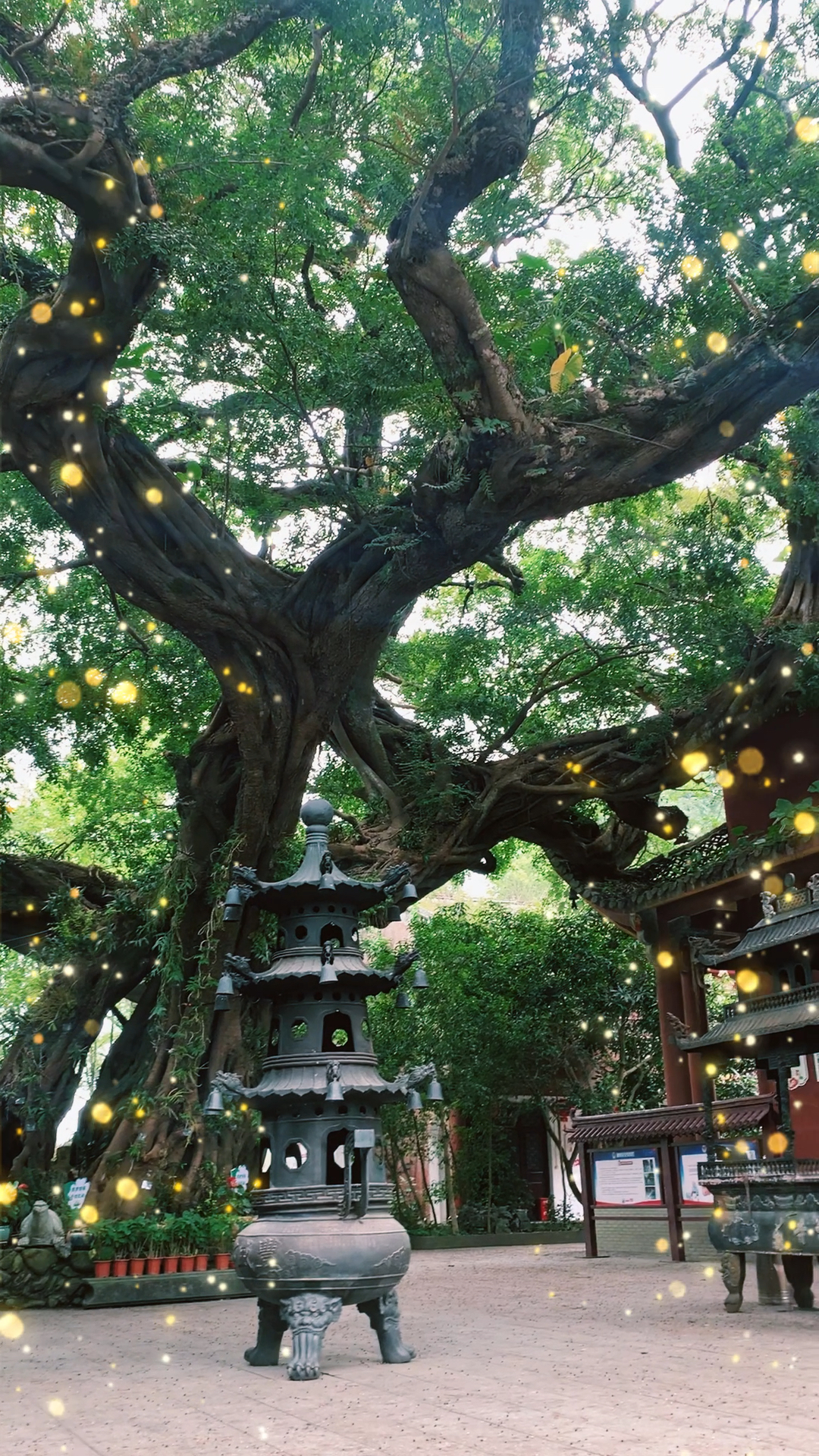 自驾旅行来到英德丰盛古寺,寺里古树距今一千五百年,依然枝繁叶茂