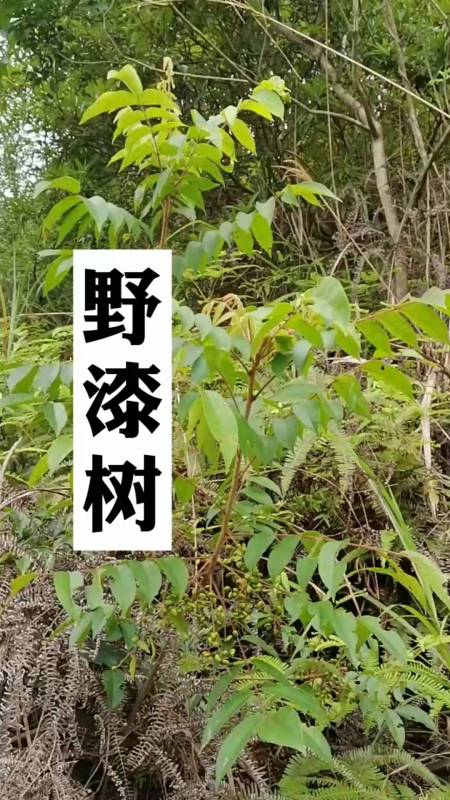 野漆树,在野外遇到千万别碰它,会让你怀疑人生-全民小视频