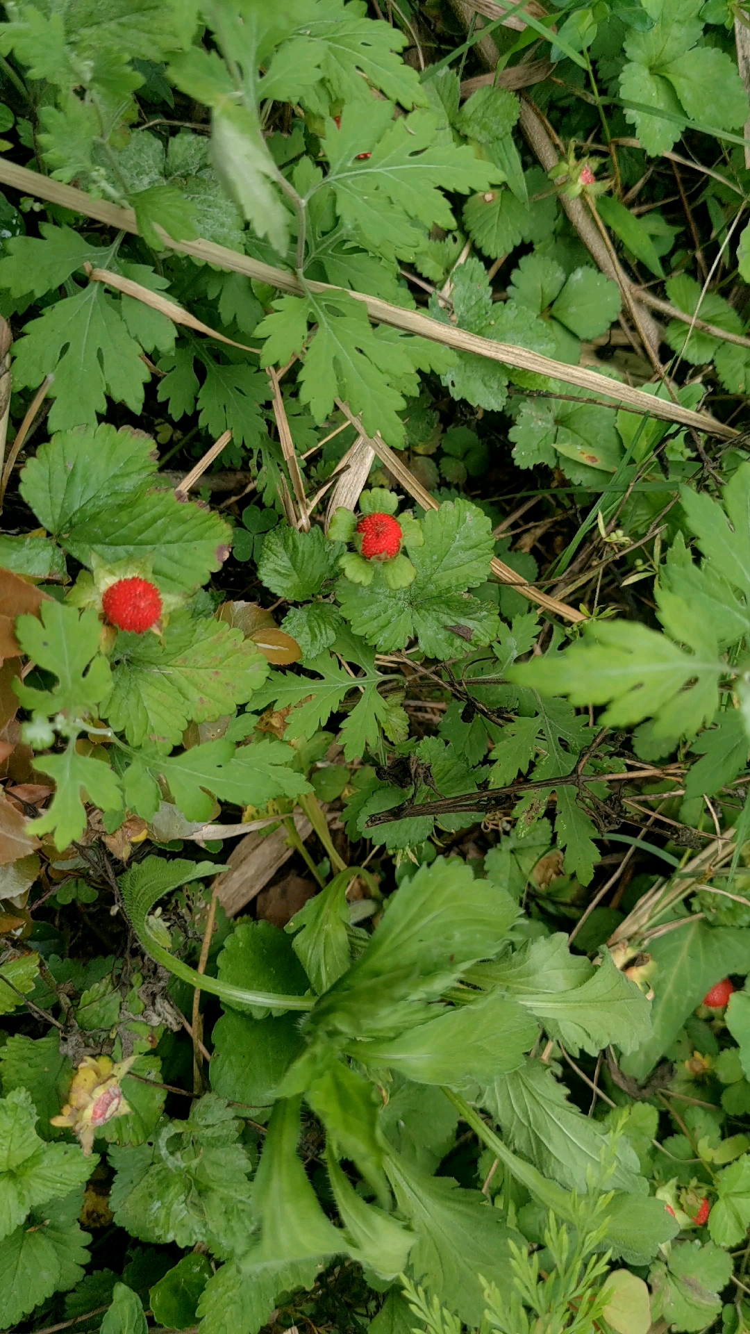 蛇莓又叫蛇泡果你们有没有吃过80后90后的零食