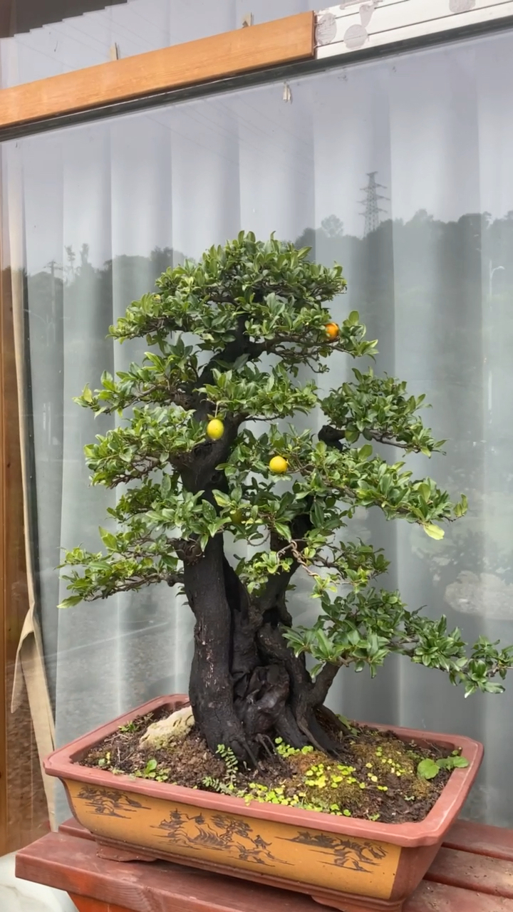 千奇百怪盆景桩#作品级金弹子盆景.18年的功夫.