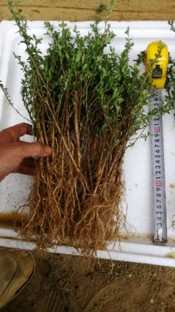 盆景#六月雪扦插小苗～重瓣和红花