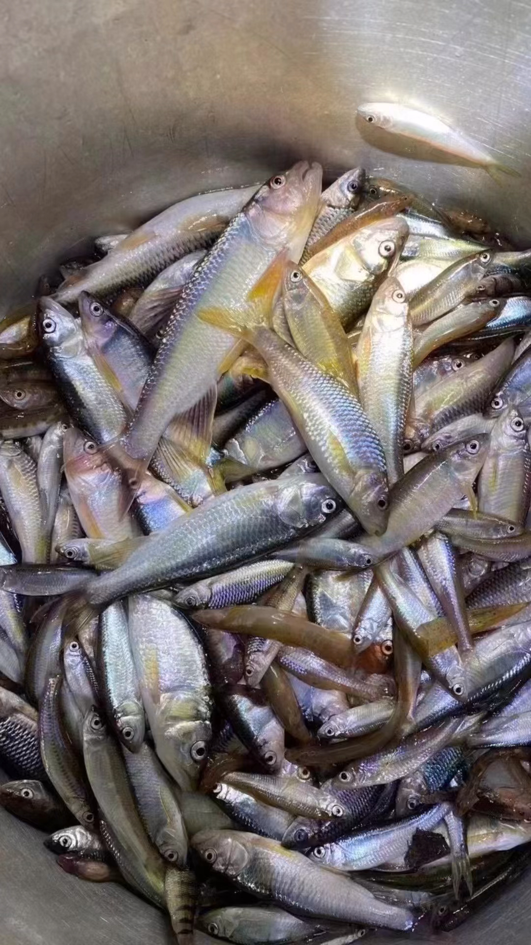 正宗溪水鱼抓回来后全部清理内脏用炭火烤干干度达到10成干吃过的朋友