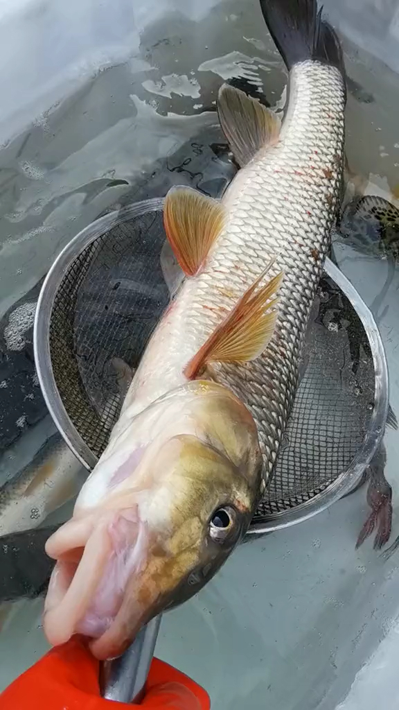 全民小剧场#这是什么鱼,厚厚的嘴唇,还是第一次见到!-度小视