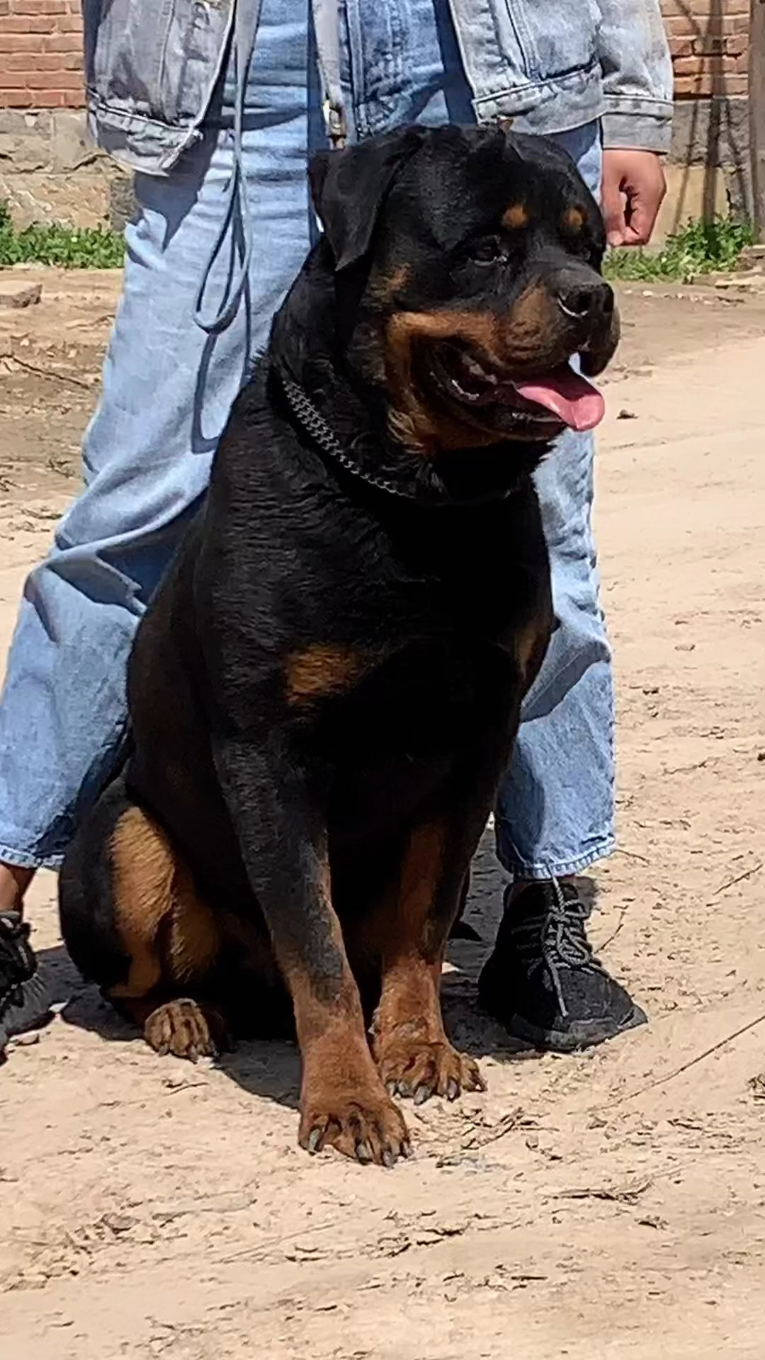 德系罗威纳#这样的身材打几分