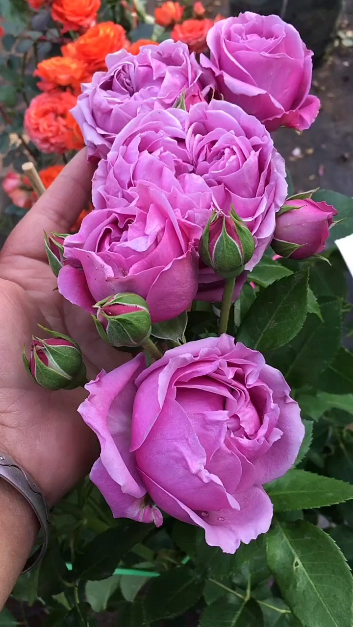 紫雾泡泡多头款,浓香型花卉大花多季节开花