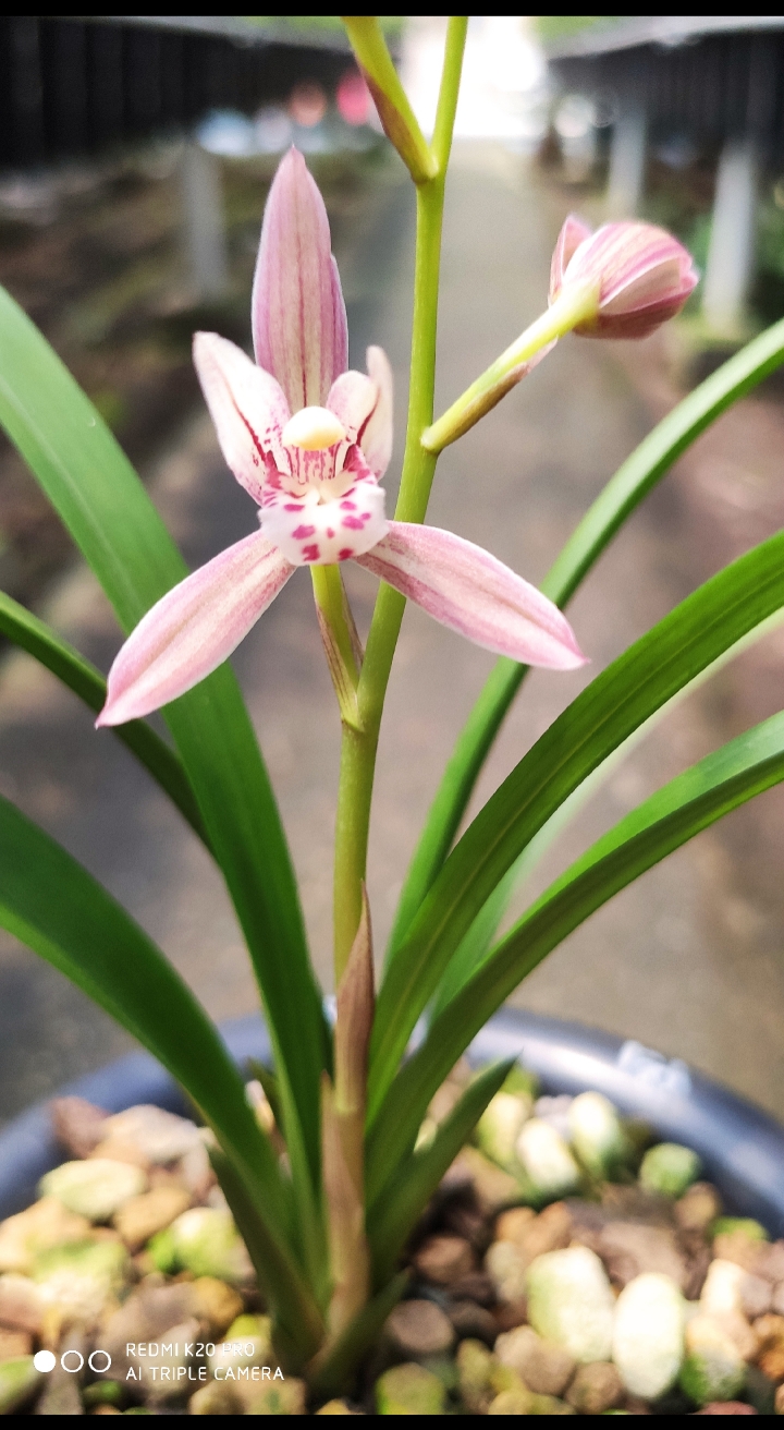 兰花#正红旗/峨嵋胭脂