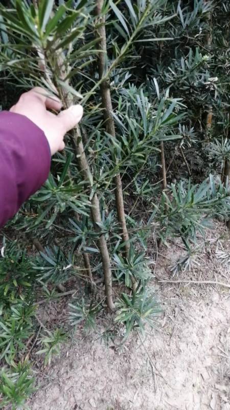 盆景#中叶罗汉松～这样的用来嫁接非常不错