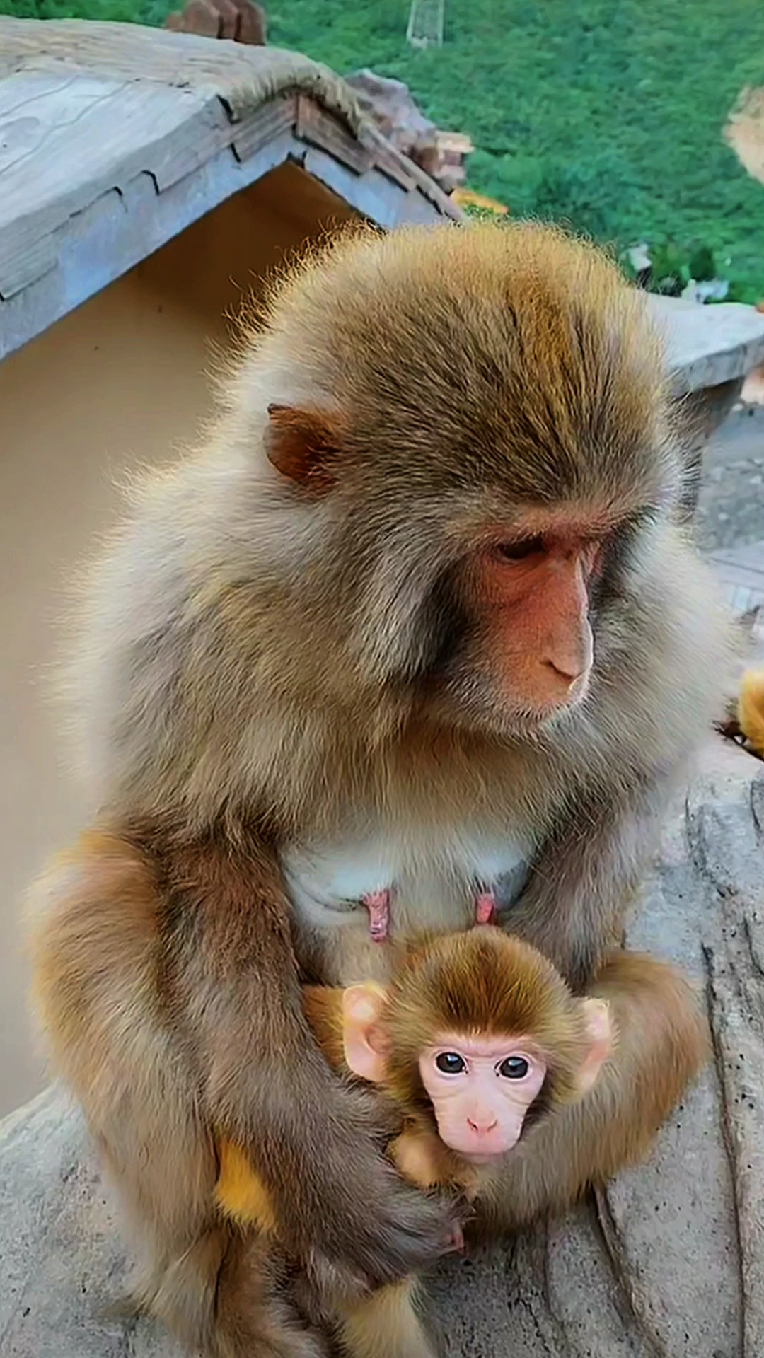 保护野生动物#猴妈好凶,好可爱的猴宝宝.