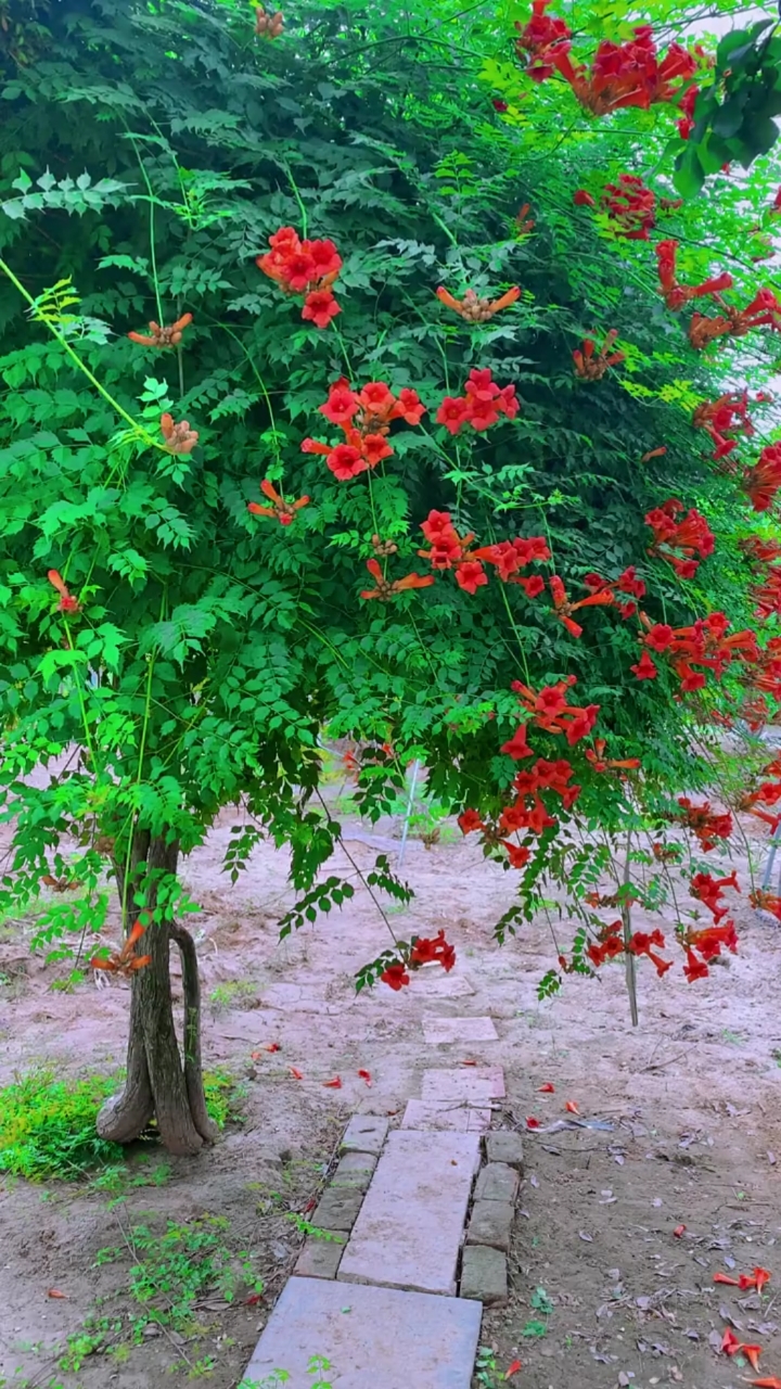 爬藤凌霄花,花开整个夏天,耐寒耐旱,南北方都可以栽植