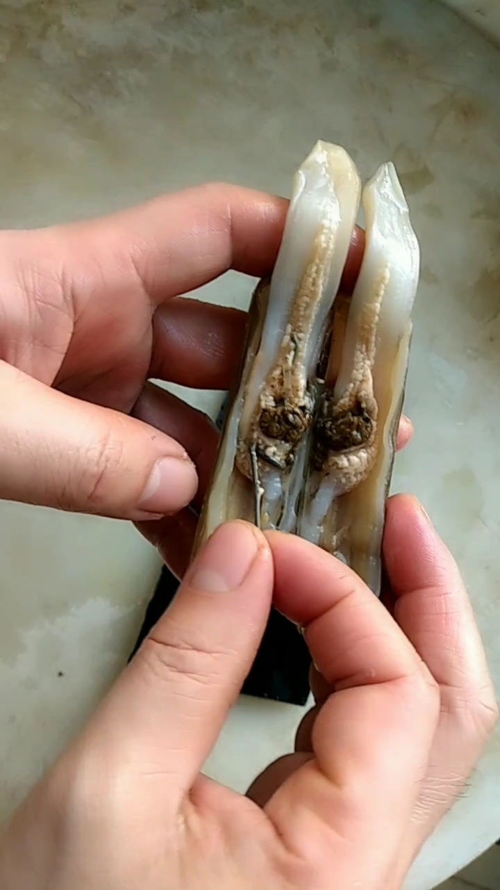 大竹蛏子肚子里的沙子,大厨教你一招厉害的