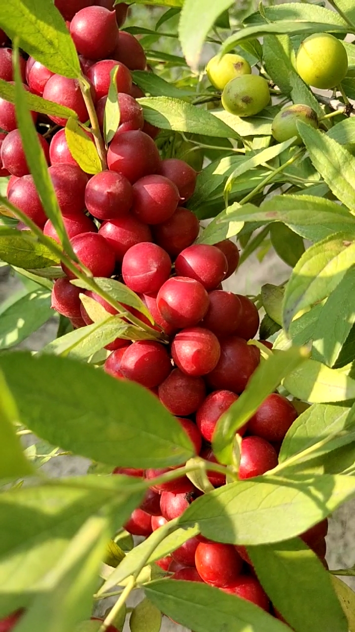 丛生欧李嫁接欧李乔化欧李嫁接钙果树乔化钙果树