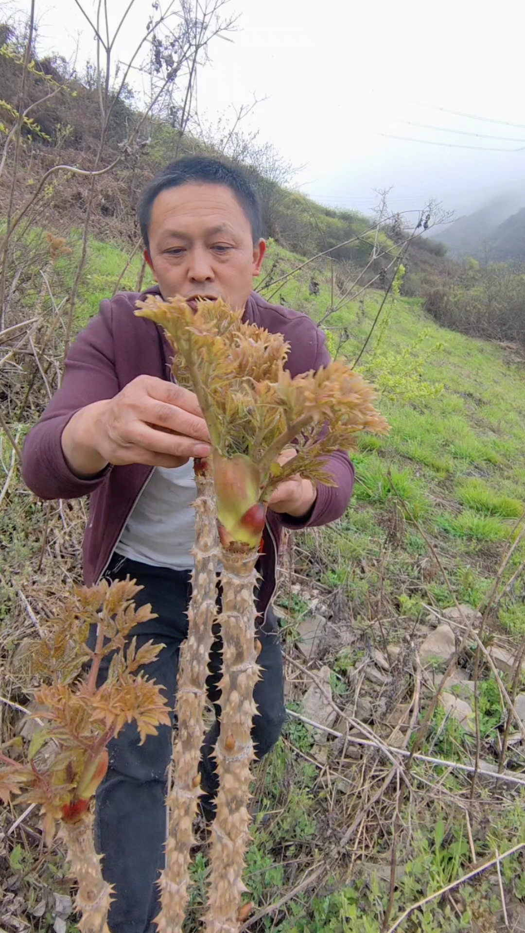 好物推荐#这就是刺嫩芽,他比猪肉都贵的野菜
