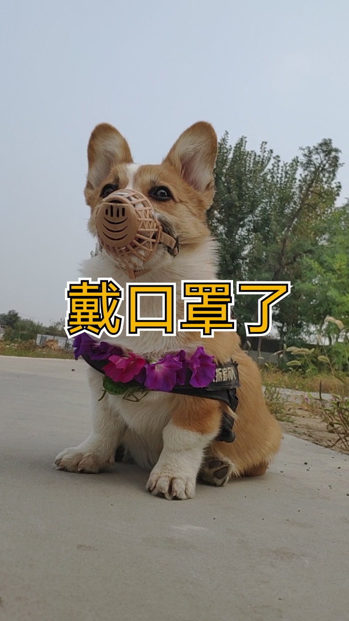 柯基#做好防护从我做起