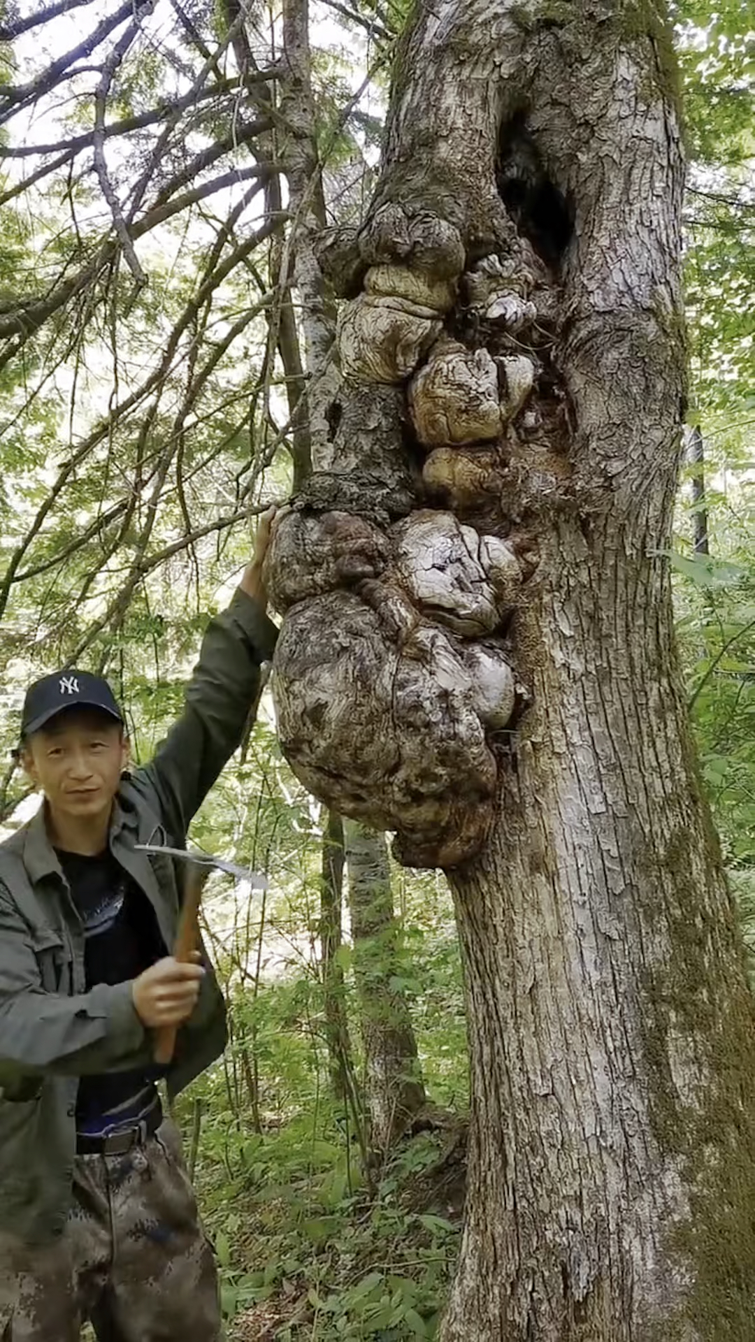 二大爷爬山涉水寻了9天8夜终于找到了陈化红松明子大料,现在就拿回给