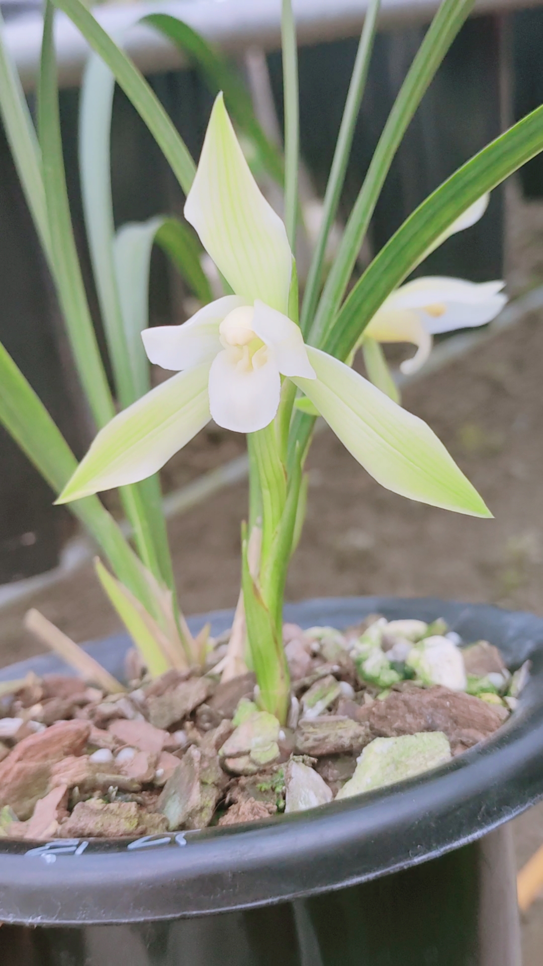 汉宫秋月春兰老品种,花大非常漂亮-度小视