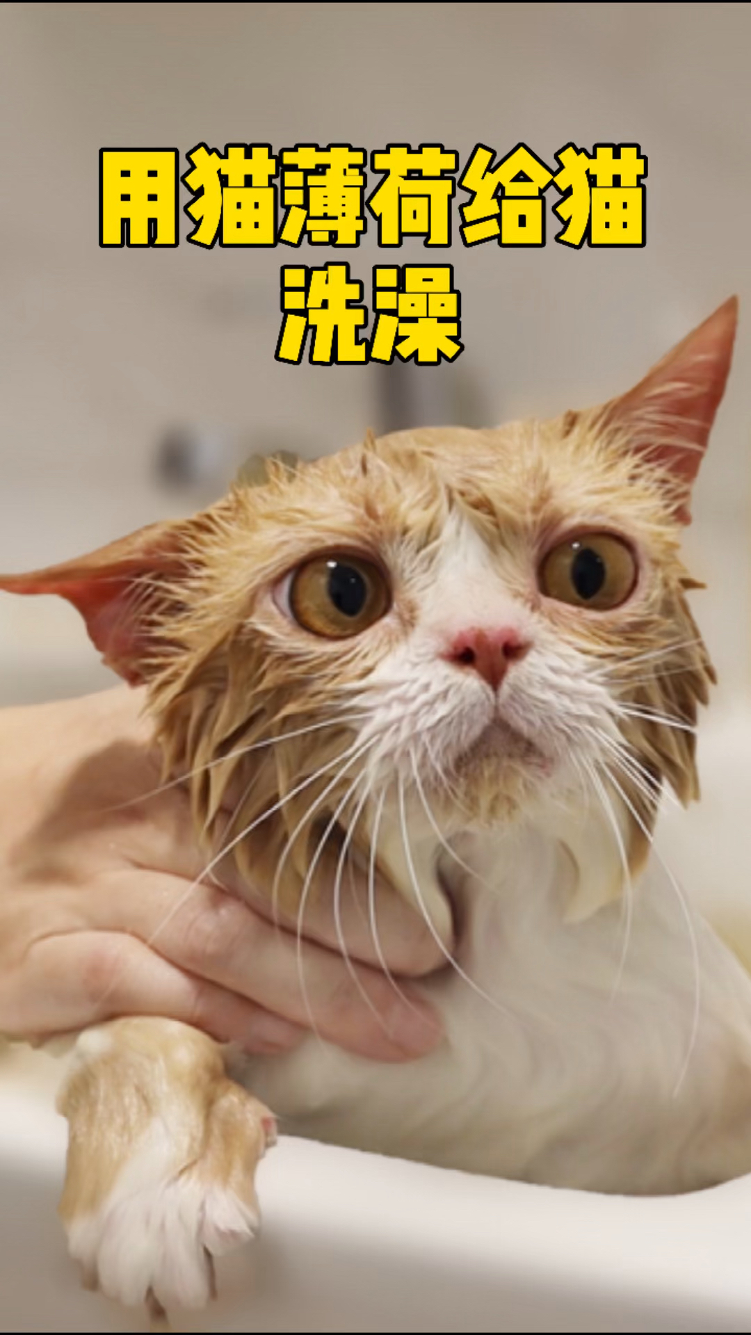 你好,夏天#用猫薄荷给猫洗澡,差点把卫生间给拆了!-度小视