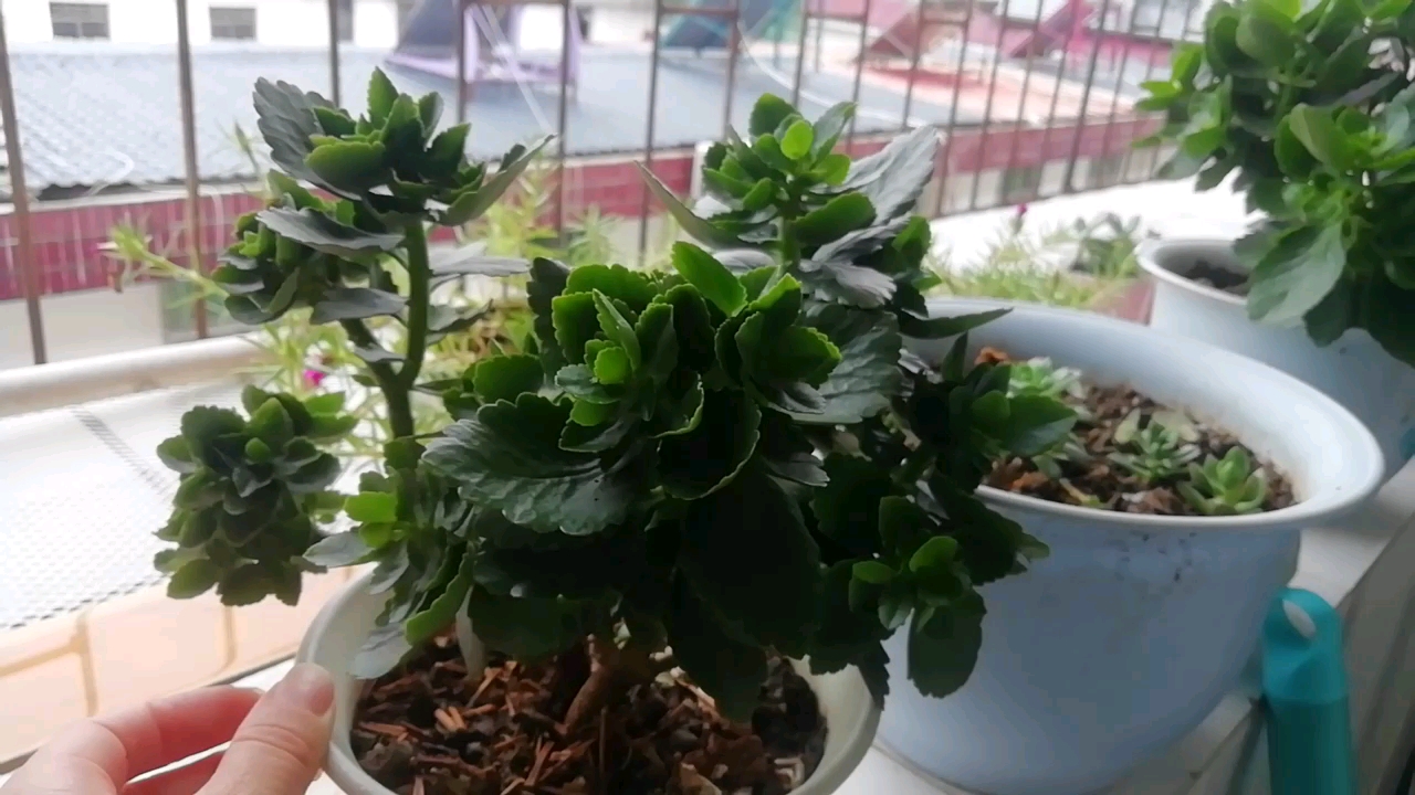 音为有你#长寿花打顶后株型好