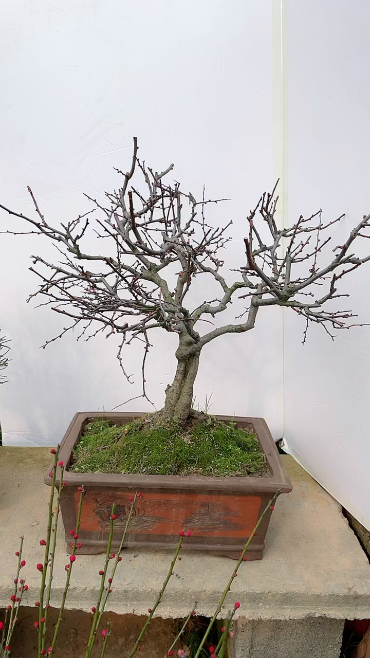 重瓣长寿冠海棠满树花苞,重瓣的