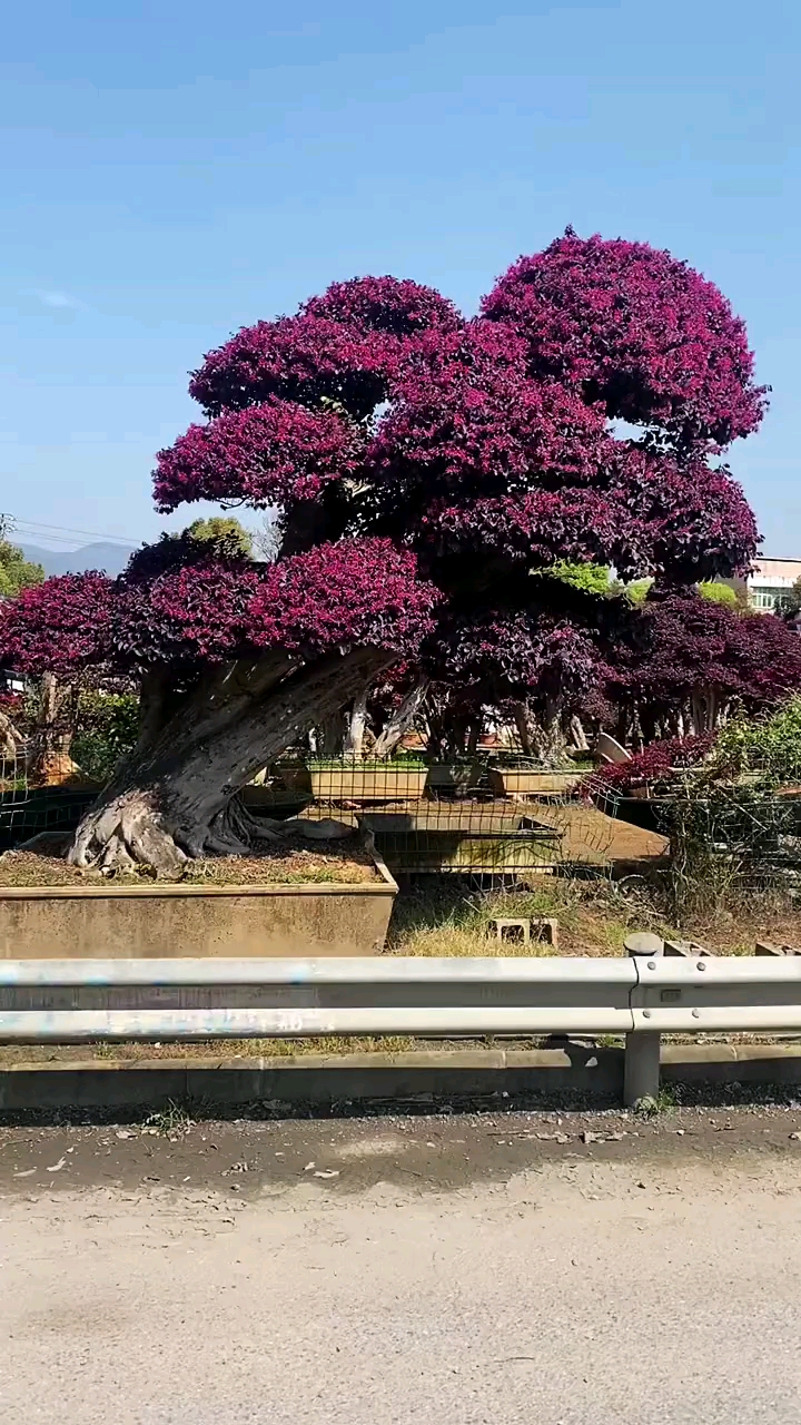 红花继木造型树,四季不落叶,一年多季开花,适合庭院别墅农家小院栽植