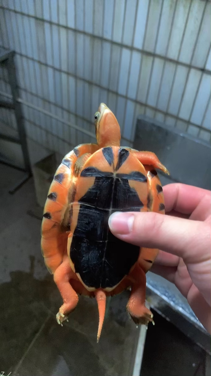 米底金钱龟公仔