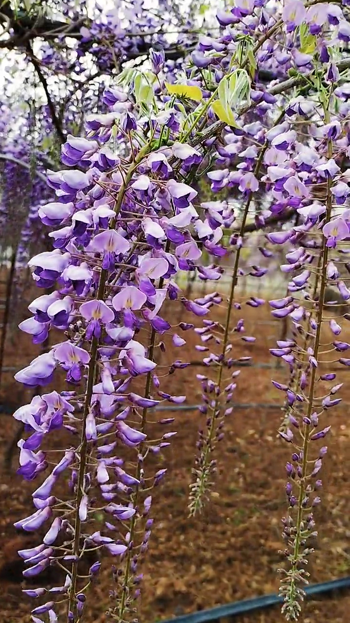 紫藤什么时候开花图片