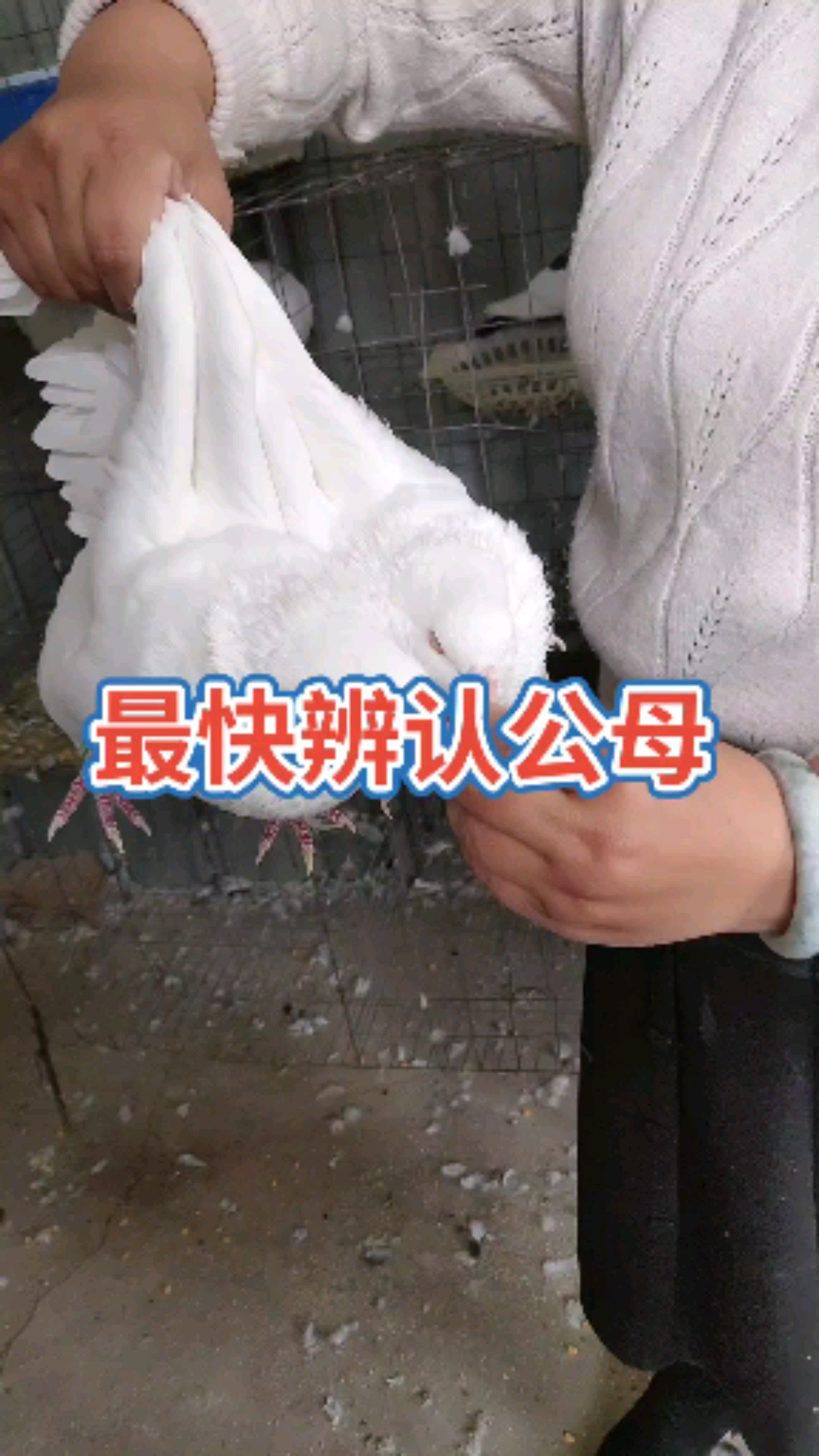 分辨鸽子公母,看眼睛,头型,嘴巴,摸耻骨